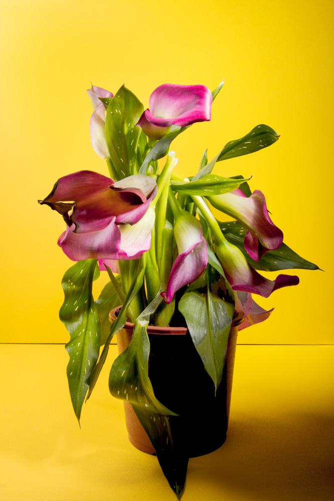 Experimental flower art photography