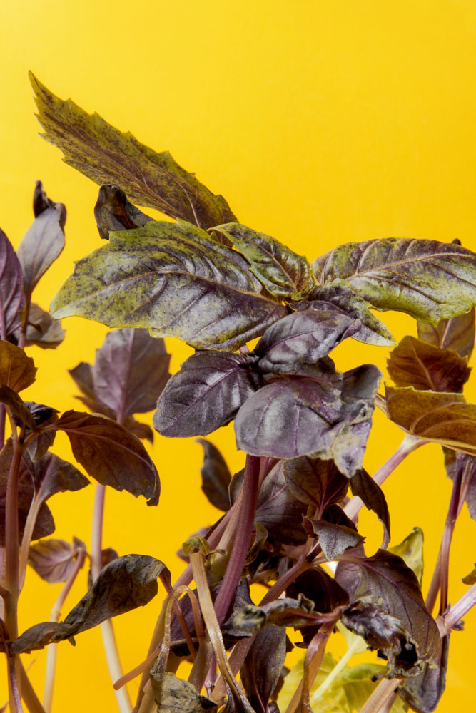 Experimental flower art photography