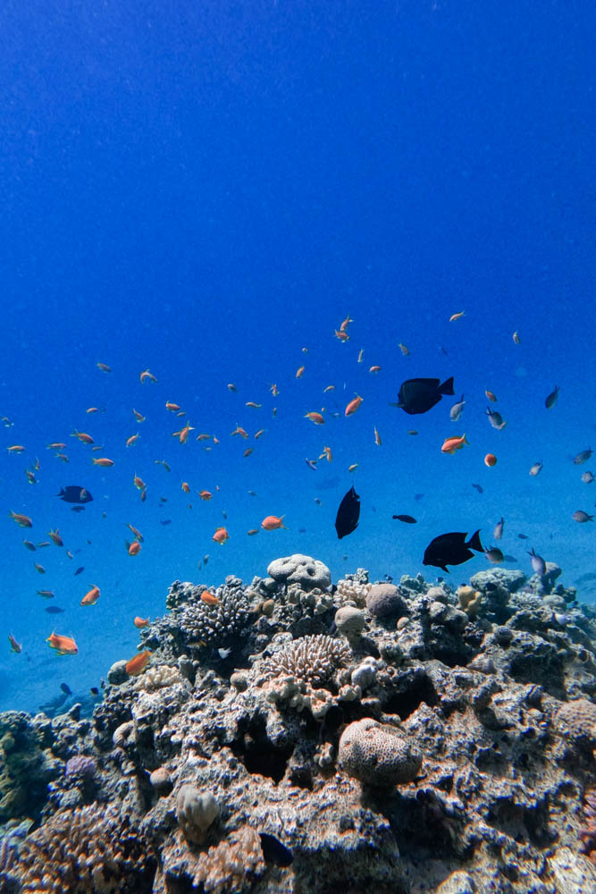 Underwater photography of fish in Red Sea, Egypt