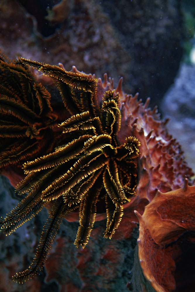 Martinique underwater photography